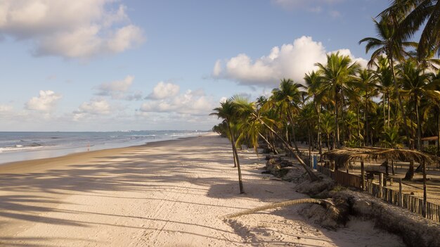 Luftaufnahme Des Strandes Mit Kokospalmen An Der Kuste Von Ilheus Bahia Brasilien Premium Foto