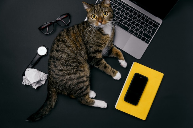 Lustige Katze Die Auf Dem Schreibtisch Liegt Und Mit Zerknitterten Papierkugeln Spielt Premium Foto