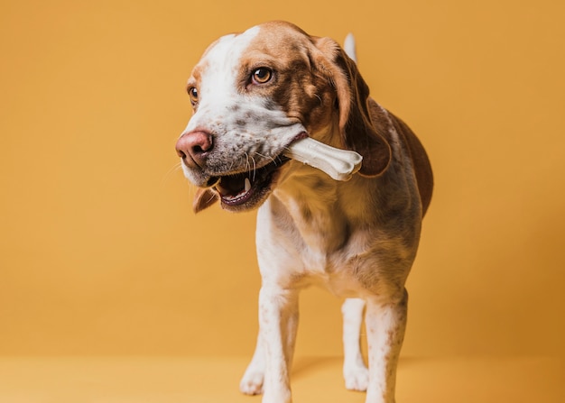 Lustiger Hund Der Einen Knochen In Seinem Mund Halt Kostenlose Foto