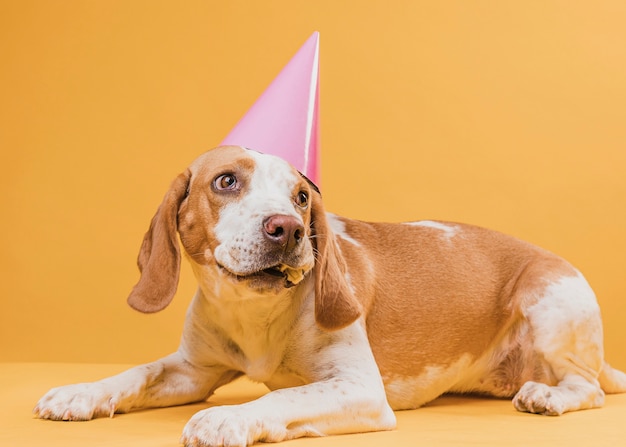 Lustiger Hund Mit Dem Partyhut Der Weg Schaut Kostenlose Foto