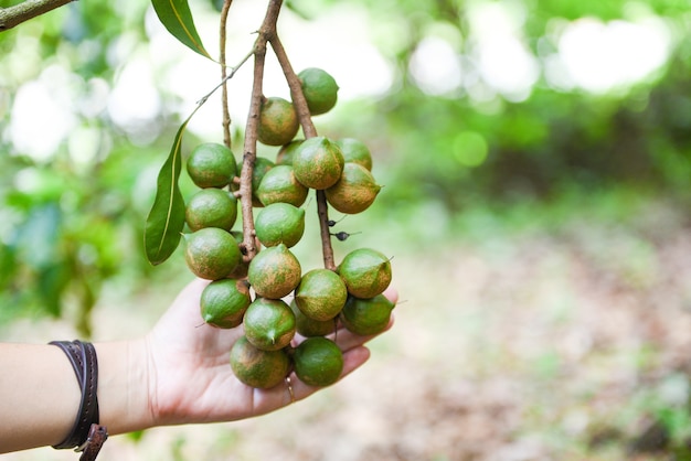Macadamia-baum in der bauernhof- und frauenhand, die macadamia-nuss ...