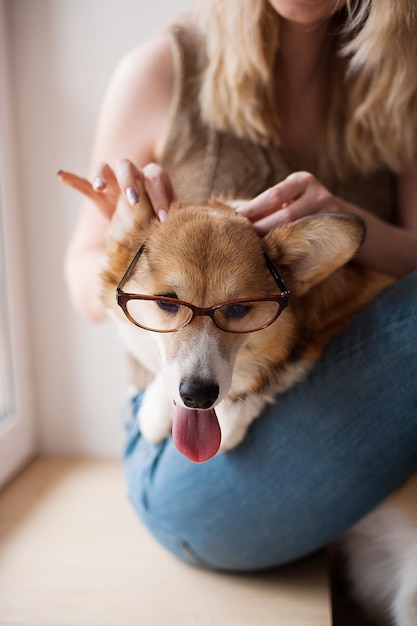 Mädchen setzt eine brille auf einen hund. welsh pembroke welpe
