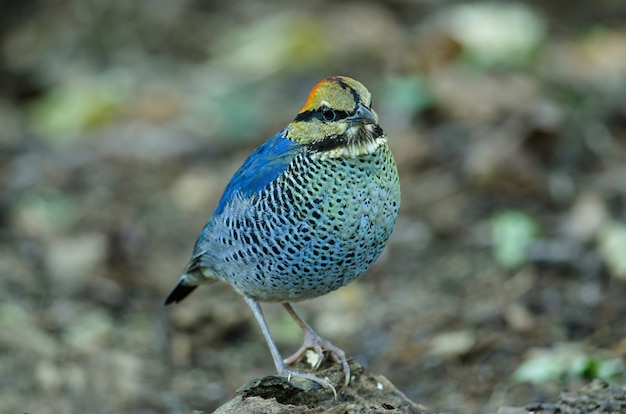 Männchen der blauen pitta (pitta cyanea) Premium Fotos