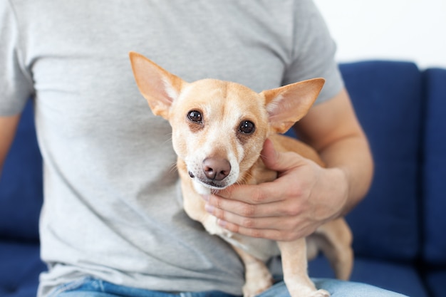 Mannliche Hande Die Einen Hund Streicheln Der Besitzer Liebt Seinen Hund Freundschaft Zwischen Mensch Und Hund Chihuahua In Den Handen Des Besitzers Verstandnis Von Mensch Und Hund Veterinarmedizin Tierarzt Premium Foto