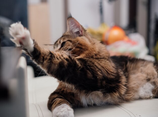 Maine Coon Flauschige Katze Auf Der Couch Premium Foto