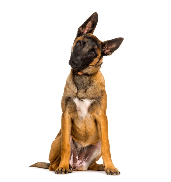 Malinois-hund, der gegen weißen hintergrund sitzt ...