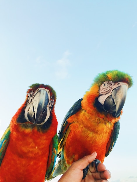 Man hält zwei bunte macaw papageien auf dem arm Kostenlose Fotos