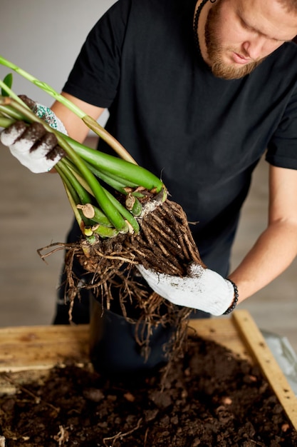 Man's hands halten zamioculcaspflanze mit wurzeln