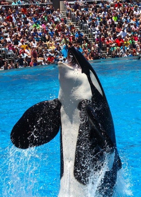 Meer Shamu Wale Orca Orcinus Killer Welt Kostenlose Foto