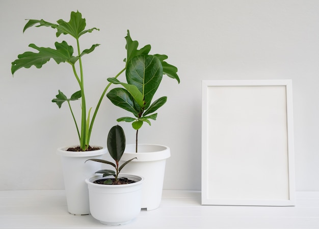 Mock Up Fotorahmen Und Zimmerpflanzen In Modernen Stilvollen Behalter Auf Weissem Holztisch Im Innenraum Des Weissen Raumes Naturliche Luft Reinigen Mit Philodendron Selloum Gummipflanze Ficus Lyrata Premium Foto