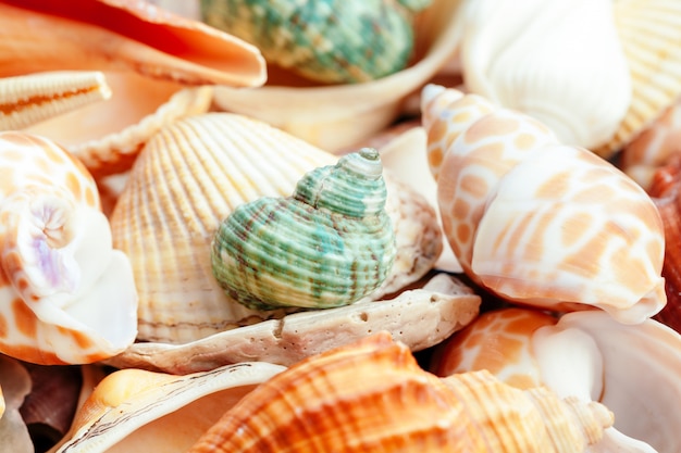 Muscheln. natur. Premium Fotos