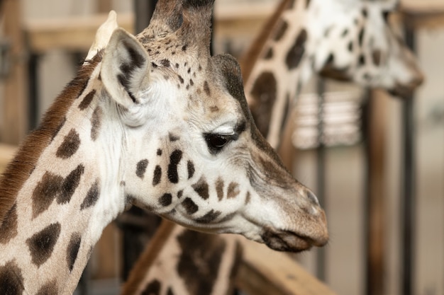 Kostenlos Foto Nahaufnahme Einer Giraffe Umgeben Von Zaunen Und Giraffen