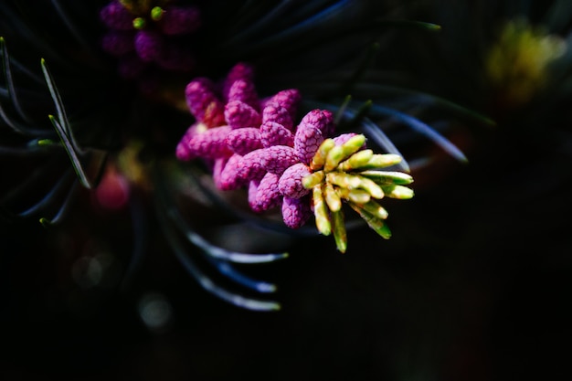 Nahaufnahme einer schönen blühenden pflanze im wald | Kostenlose Foto