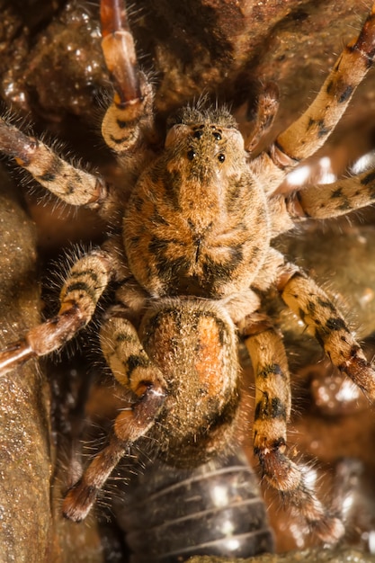 Nahaufnahme Einer Zoropsis Spinimana Spinne Premium Foto