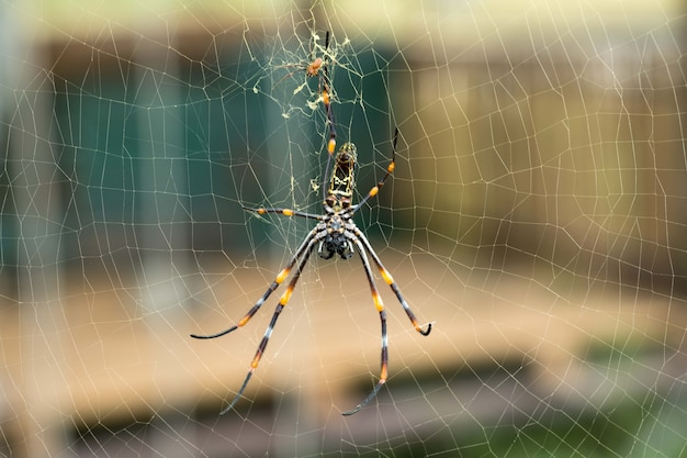 Nahaufnahme großes spinnennetz mit dem zweig | Premium-Foto