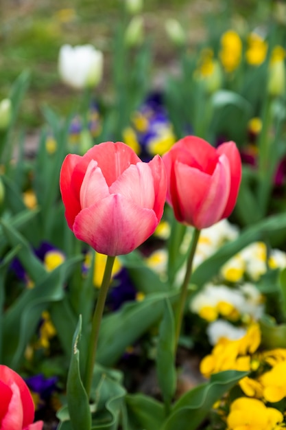 Nahaufnahme rote tulpe im garten Kostenlose Foto