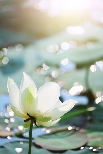 Nahaufnahme schöne rosa lotusblume im teich. PremiumFoto