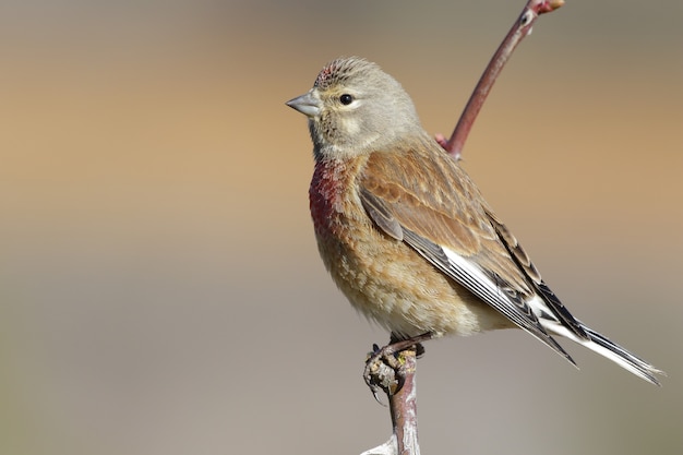 Nahaufnahmeaufnahme eines exotischen vogels, der auf dem kleinen ast