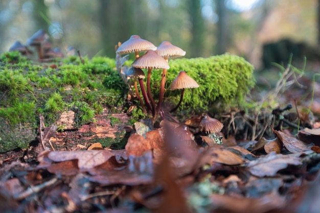 Nahaufnahmeaufnahme von pilzen, die in getrockneten blättern im new ...