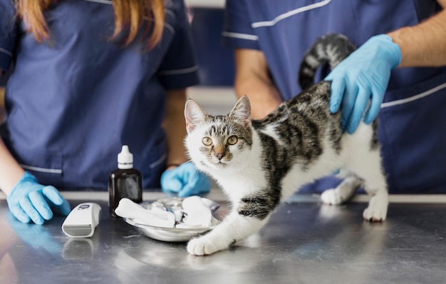 Nahaufnahmetierärzte mit medizin für verletzte katze Kostenlose Fotos