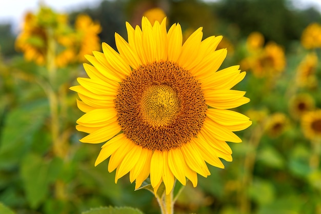 bunga simbol tournesol girasol sonnenblume zonnebloem gak dipilih mawar enfoque selectivo borroso abeja bloeien voorjaar matahari