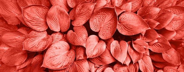 Natur-konzept. ansicht von oben. grünes blatt in korallenroter farbe. tropisches blatt. Premium Fotos