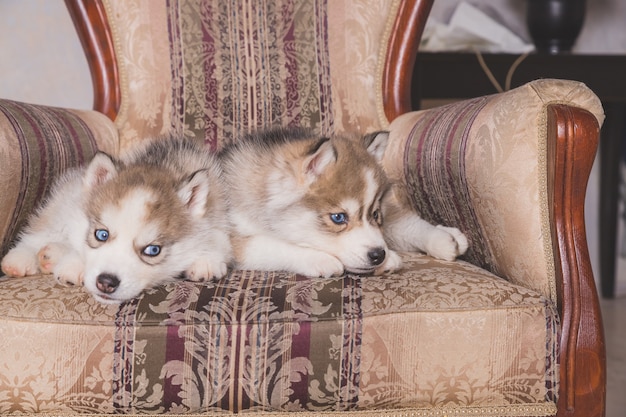 Nette Husky Welpen Die Zu Hause Schlafen Kupfer Siberian Husky Welpe Der Auf Stuhl Schlaft Premium Foto