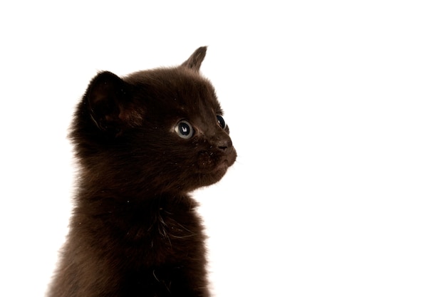 Nette Kleine Schwarze Katze Premium Foto