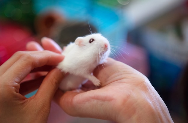 Nette Kleine Weisse Maus Steht Auf Der Hand Des Besitzers Premium Foto