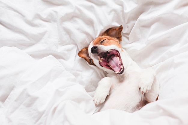 Netter hund, der auf bett schläft und gähnt PremiumFoto
