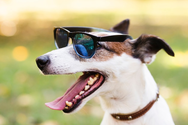 Netter hund mit sonnenbrille Kostenlose Foto