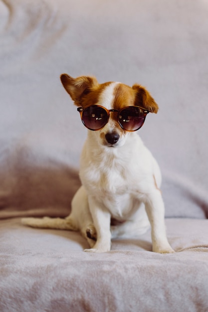 Netter kleiner hund, der moderne sonnenbrille trägt, die auf dem sofa