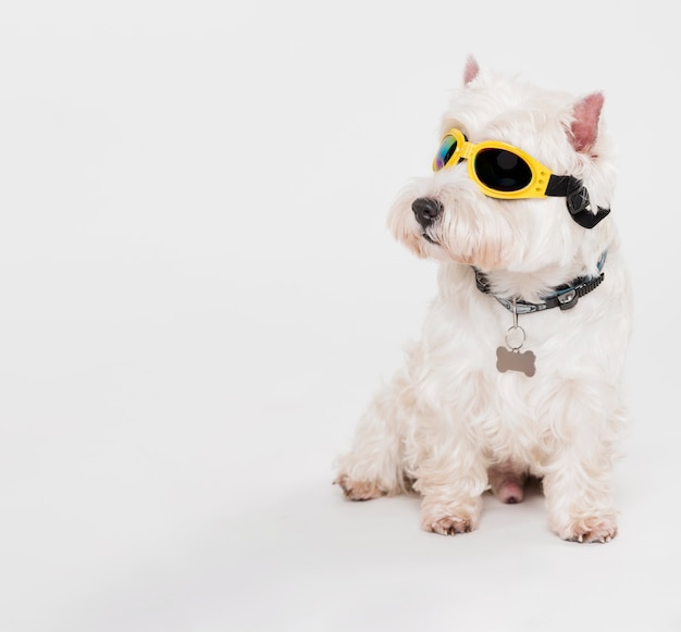 Netter kleiner hund mit brille Kostenlose Foto