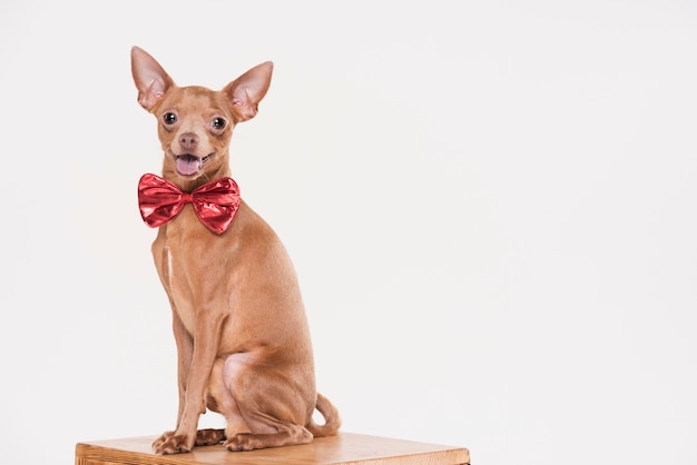 Netter Kleiner Hund Mit Kopienraum Kostenlose Foto