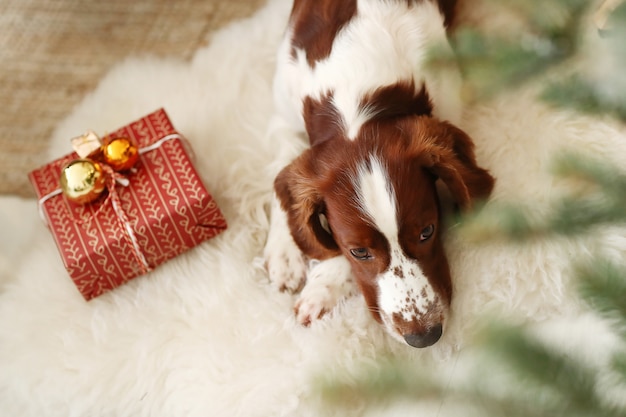 Netter kleiner hund neben weihnachtsgeschenk Kostenlose Foto