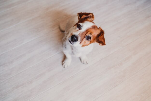 Netter kleiner jack russellhund zu hause, der wartet, um