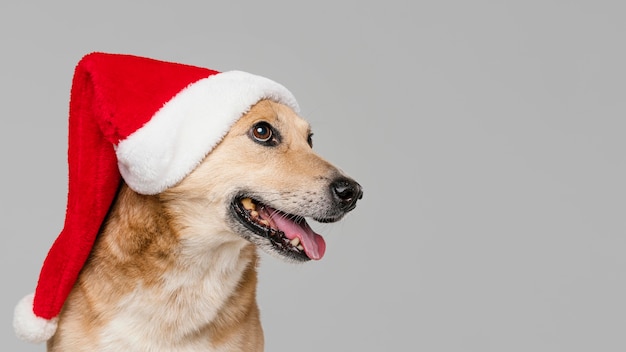 Netter smileyhund, der weihnachtsmütze trägt Kostenlose Foto