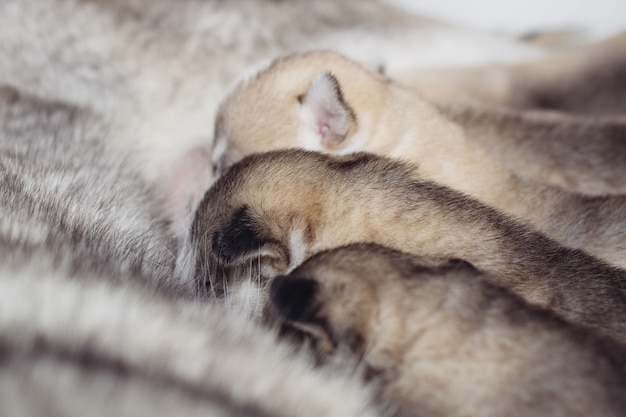 Neugeborene Welpen Siberian Husky Mahlzeiten Muttermilch Premium Foto