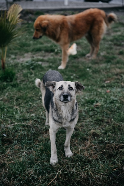 Obdachlose Hunde Die Am Park Gehen Kostenlose Foto