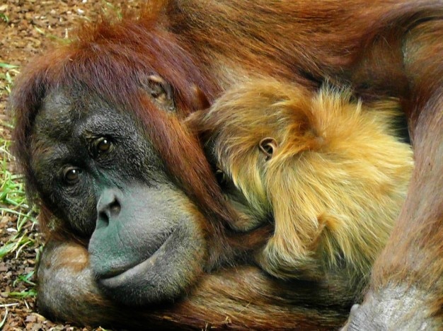 Orang-utan mit ihrem baby | Kostenlose Foto