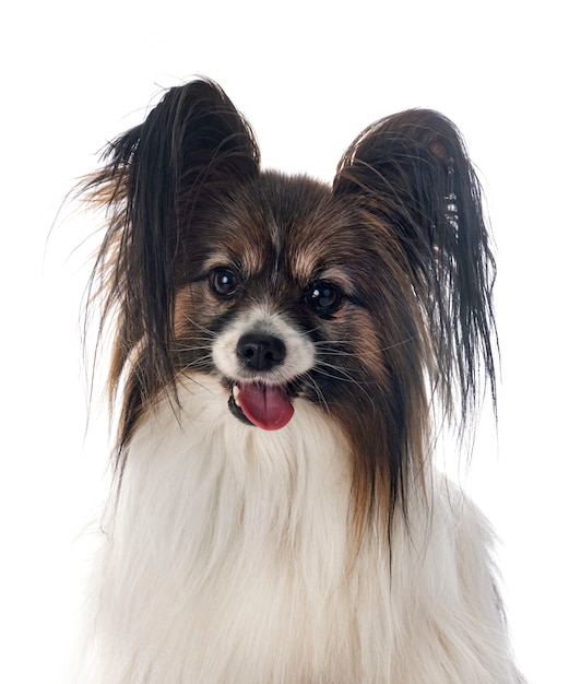 Papillon Hund In Not Seine Rasse ist Papillon Foto &amp; Bild tiere