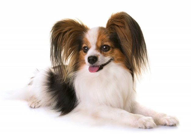 Papillon Hund In Not Seine Rasse ist Papillon Foto &amp; Bild tiere