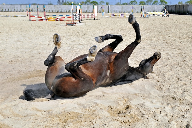 Pferd Rollt Sich Auf