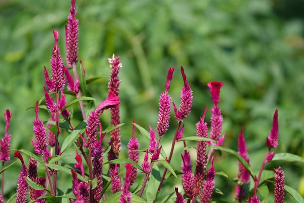 Pflanze mit kleinen lila blüten Kostenlose Foto