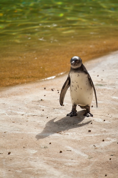 Pinguin manchot Premium Fotos