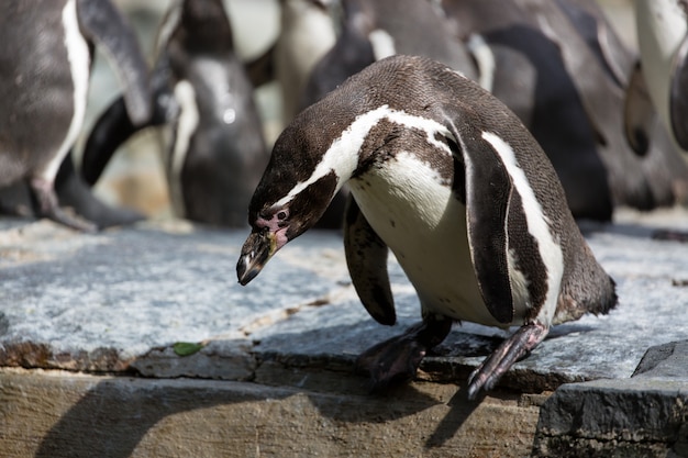 Pinguin versucht, in das wasser zu tauchen, gruppe humboldt-pinguine im hintergrund Premium Fotos