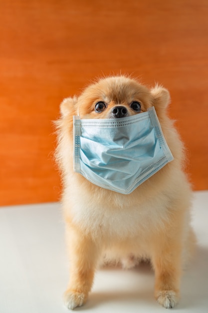 Pommersche Hunde Kleiner Rassen Die Eine Gesundheitsmaske Tragen Sitzen Auf Einem Weissen Tisch Premium Foto