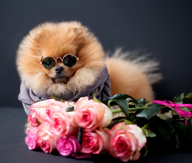 Pommerscher hund mit lila rosen auf dunklem hintergrund. porträt eines