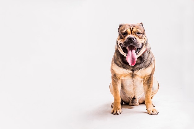 Porträt der bulldogge mit seiner zunge heraus über weißem hintergrund haften Kostenlose Fotos
