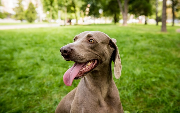 Portrat Der Niedlichen Weimaraner Hunderasse Im Park Premium Foto